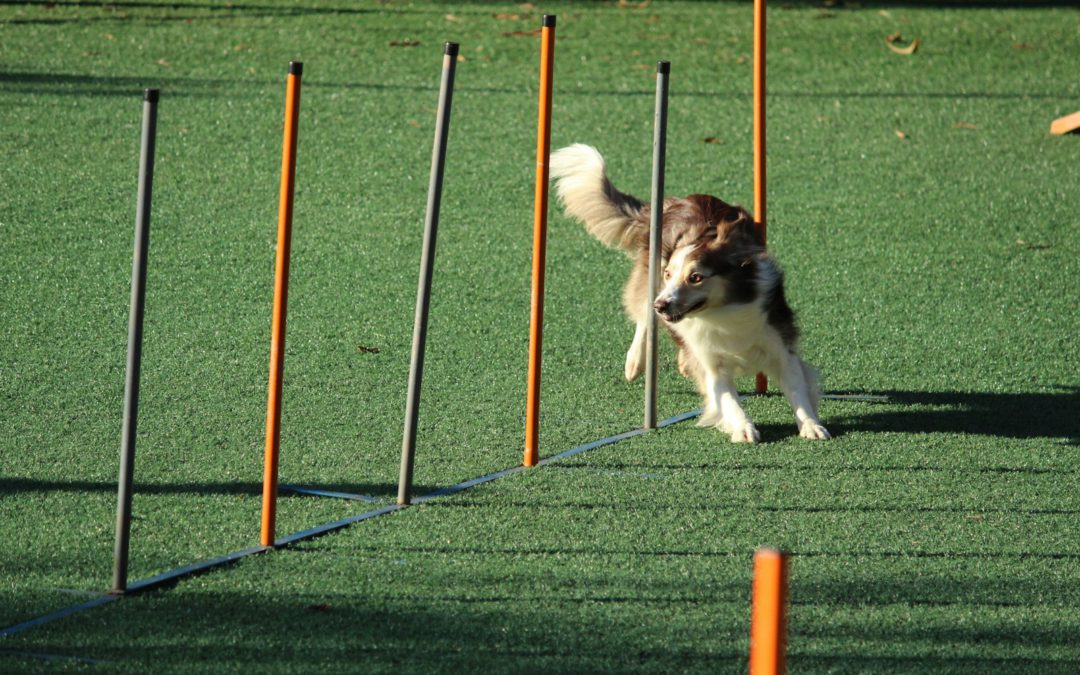 Guiding Hierarchical Companies to Embrace Agility